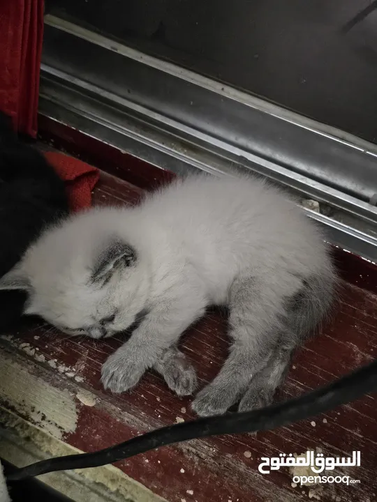Adorable British Shorthair Kittens Looking for Their Forever Homes – Ready to Join Your Family