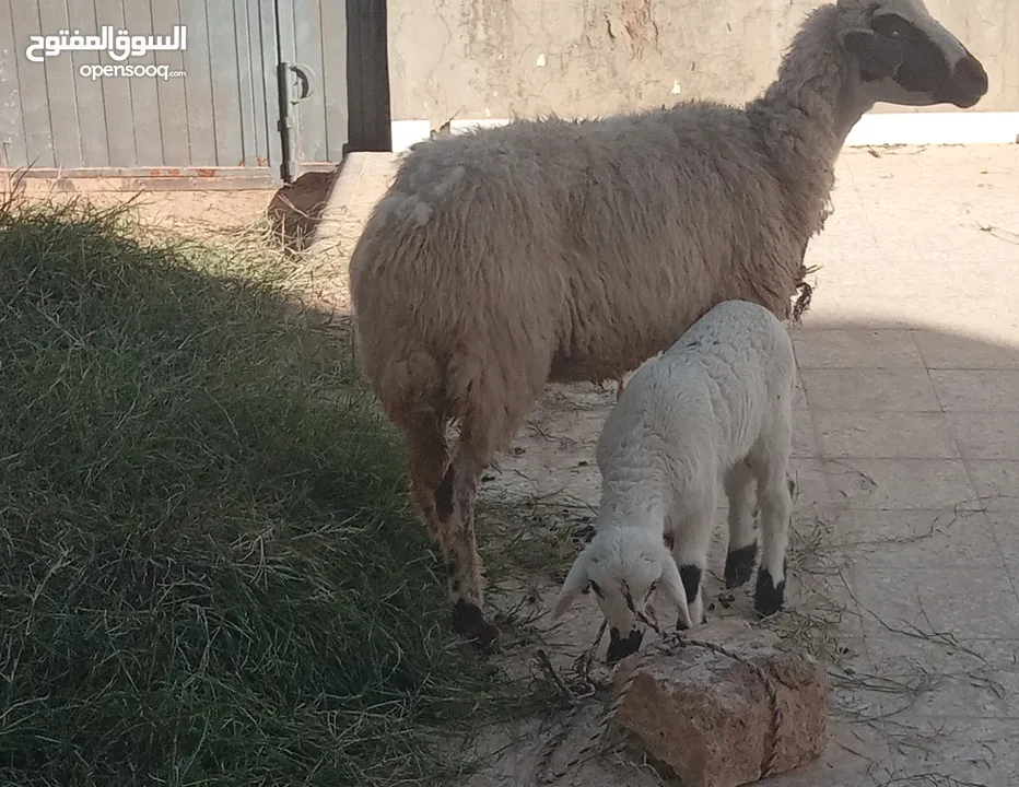 نعجتين تحتهم فطيمة وخروف