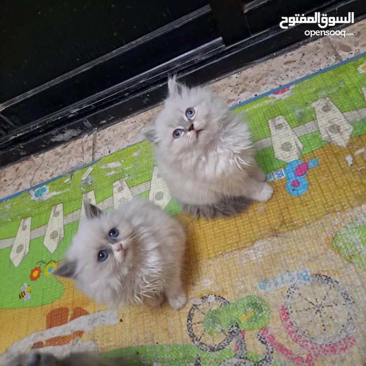 pure breed Persian cat for sale