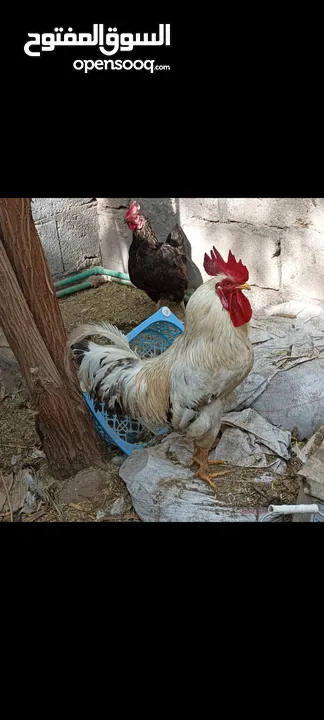 دجاج عرب بياض بصحة جيدة