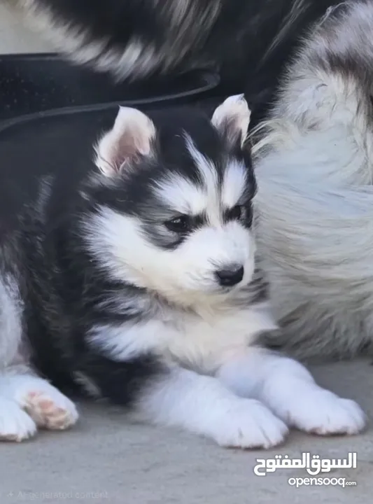 جراو مالموت الاسكا