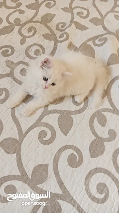 White Pure Persian Kitten