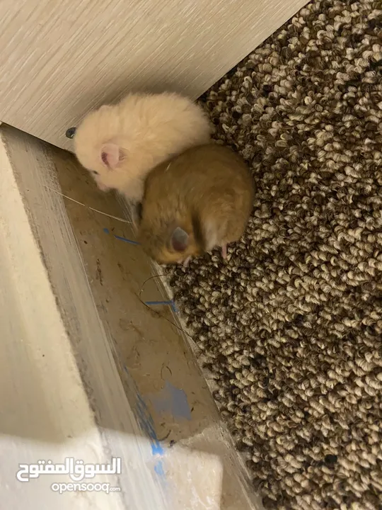 hamster هامستر للبيع عدد 7