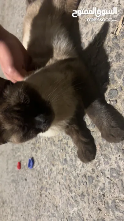 قطه سكوتش