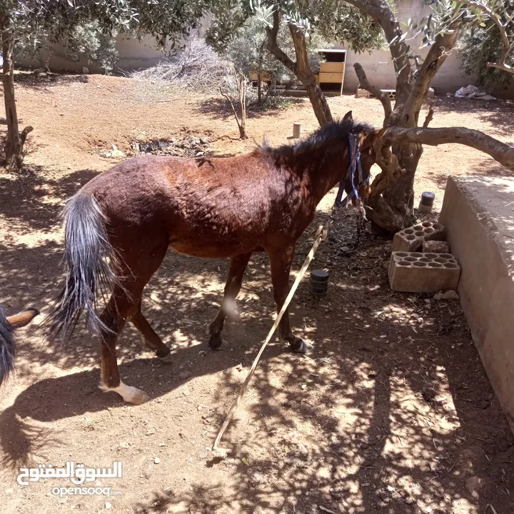 فرس مع مهر للبيع