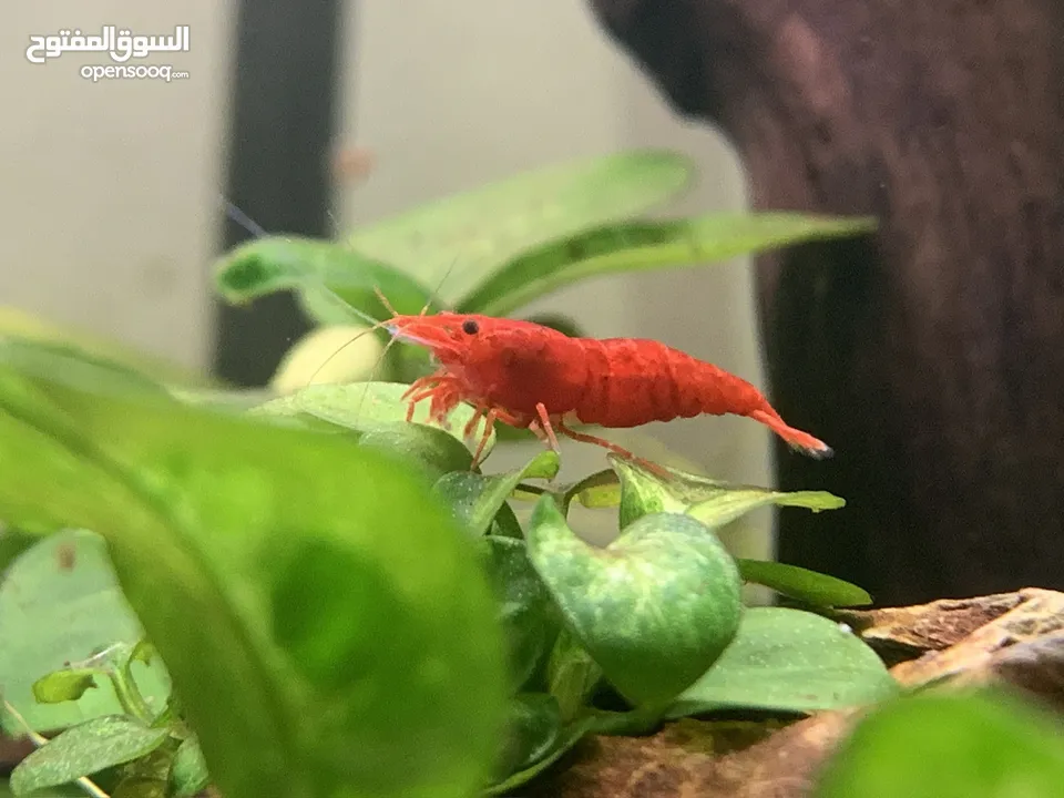 Red cherry shrimp