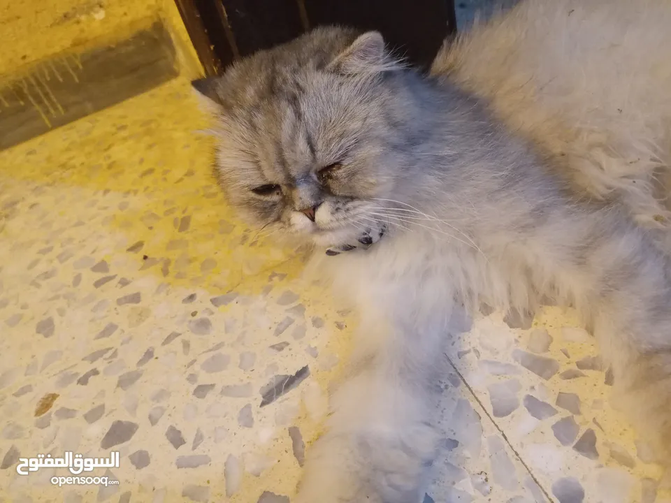 قطه هملايا انثى