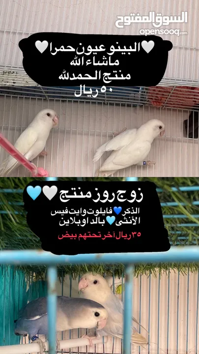 للبيع روز أزواج البينو ، بالد ، فايلوت وايت فيس