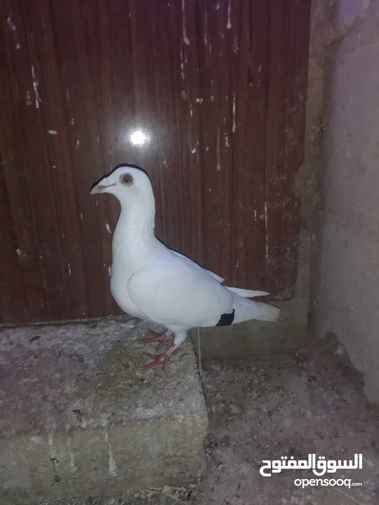 ثلث طواير للبيع