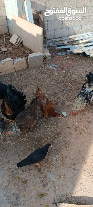دجاج للبيع
