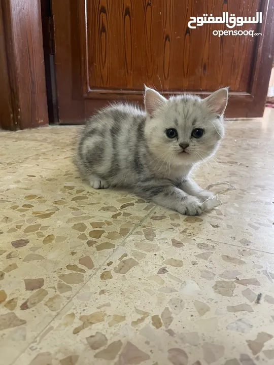 بريتش سلفر بيوووور