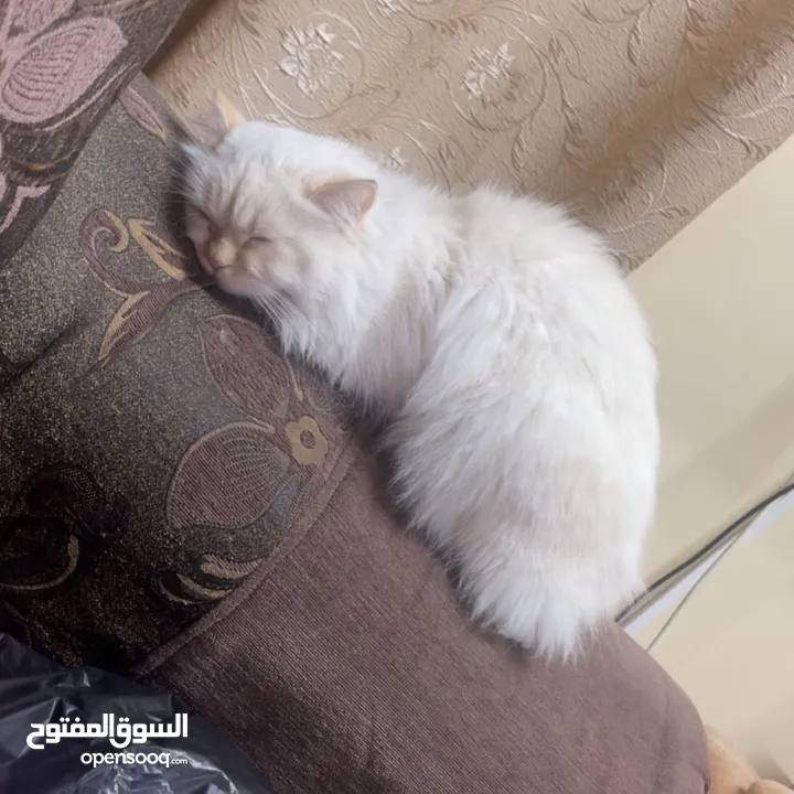 شيرازي للبيع عمرها سنة وشوي سعرها 600(قابل للتفاوض المعقول) اجتماعية وبترد عصحابها ومتعودة عالحمام