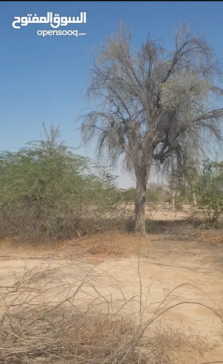 مزرعة للبيع بموقع مميز قريب للخدمات والسعر مناسب