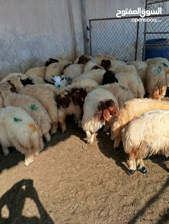 ذبيح للبيع طيبه سمان عزيمه ثلاجه خرفان طيبة هرفي جذع وتساب اتصال لتوصيل جميع مناطق قطر سوري بلدي