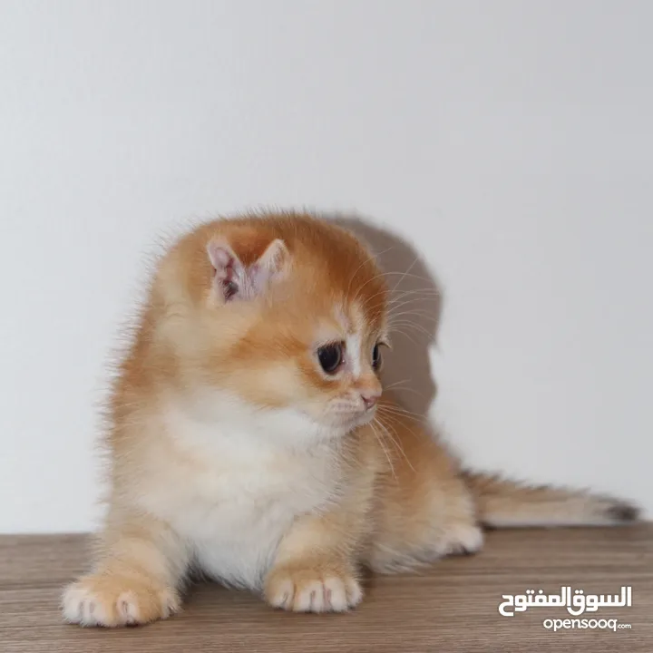 كتنز سكوتش فولد - Scottish fold kittens