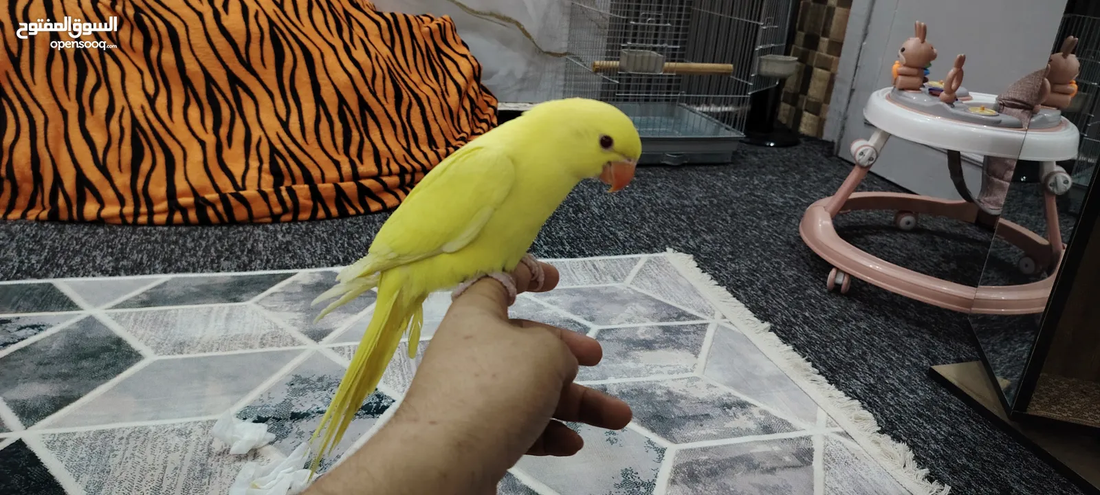 ببغاء دره لو اصفر مميز