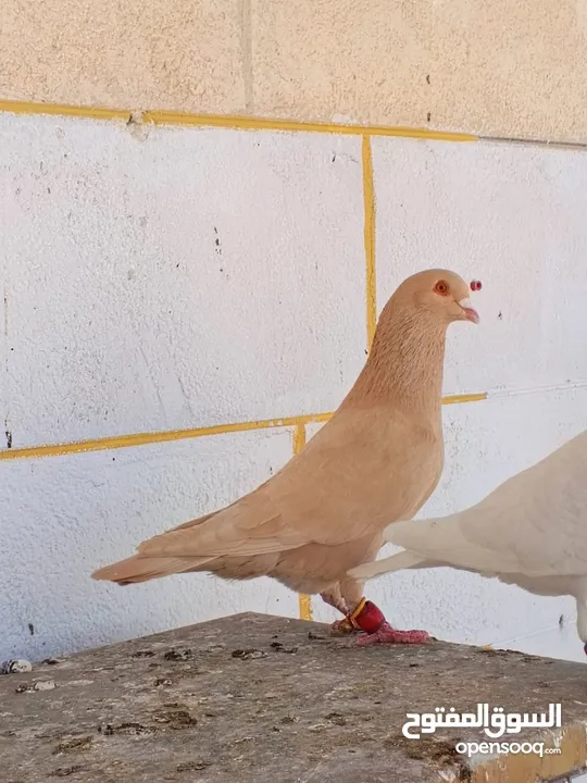 تشكيلة حمام مع جوز انجليزيات صفر نخب