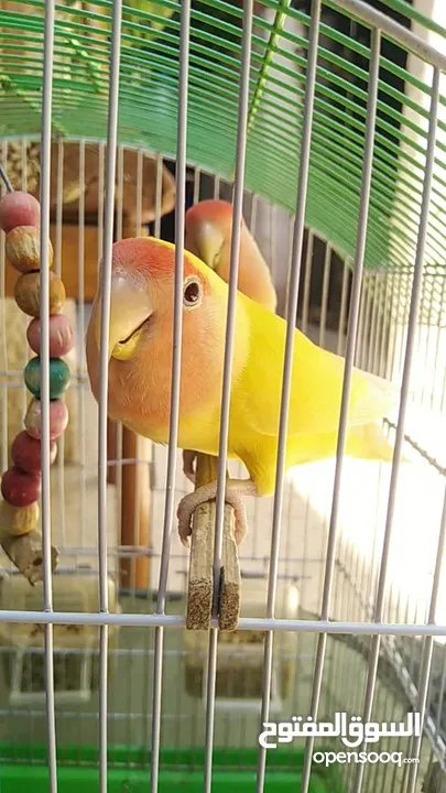 جوز روز بصحه ممتازه الانثى لاتينو عين حمره والذكر الاخضر ................................