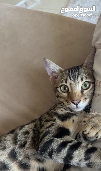 قط بنغال لعوب و جميل للتبني Bengal cat