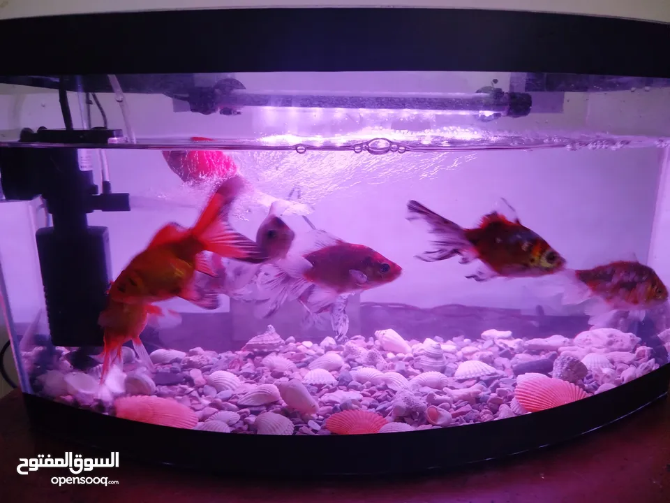 حوض سمك للبدل على ببغاء الدرة