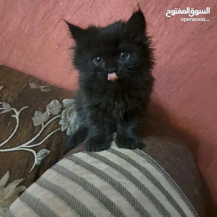 ما شاء الله تبارك الله ..... مجموعة من الكتنز بأنوع مختلفة .... .. (موجود تفاااصيل اكتر بالوصف) ..