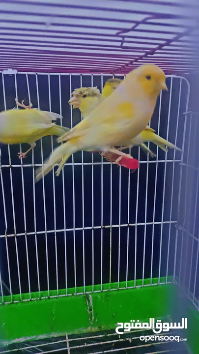بسم الله الرحمن الرحيم كنار جوز شغال
