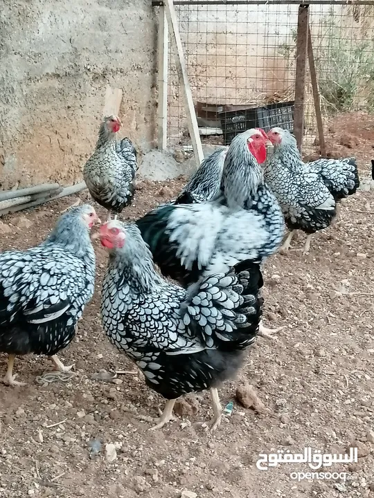 جاج ويندوت سيلفر