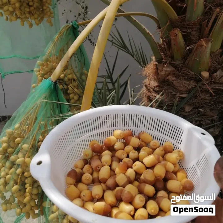 لتنظيف النخيل والواشنتونيا والاهتمام بالحدائق والثمار بكافه انواعها