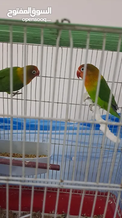 جوز طيور فيشر جاهزين بيع مستعجل