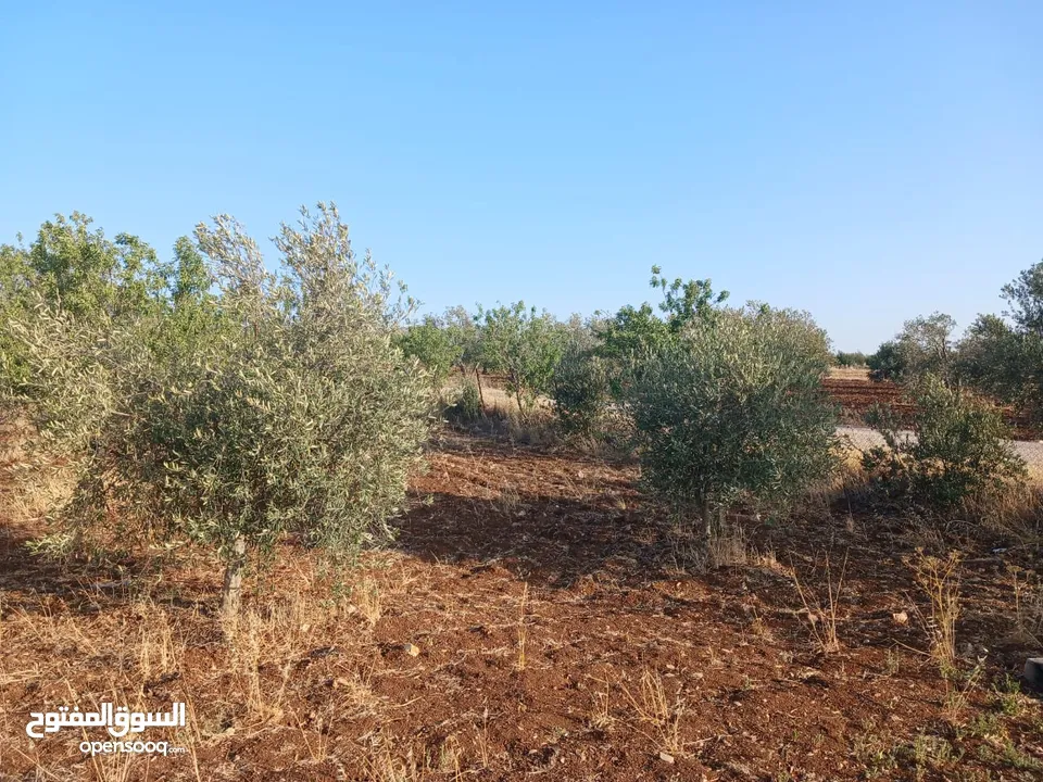 مزرعه أربعه دونم مشيكه بالكامل ارض زراعيه وبيت ريفي غرفتين وحمام ومطبخ صغير وباربكيو وساحه واسعه