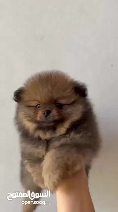 Pomeranian, 3 months كلب بوميرانيان ذكر عالي الجودة، عمره ثلاثة أشهر.
