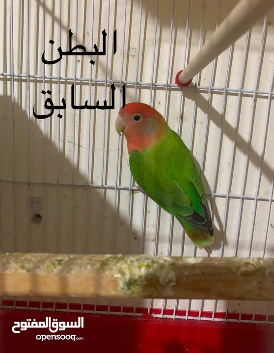 فراخ  كوكتيل و روز وحب إنجليزي