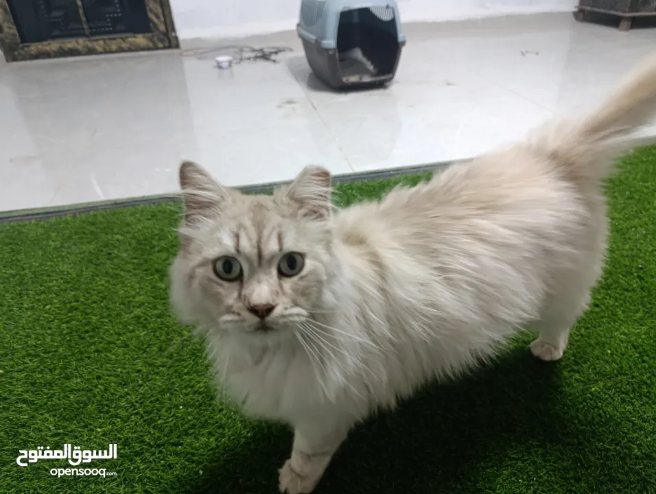 قط شيرازي من شرق آسيا