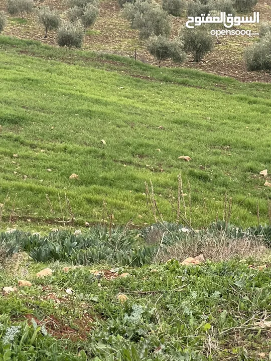 ارض للبيع في جرش الكفير بجانب عنيبه 3400متر مفروزه بقوشان مستقل مطله اطلاله عالغرب والجنوب