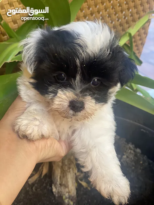 Puppies Maltese