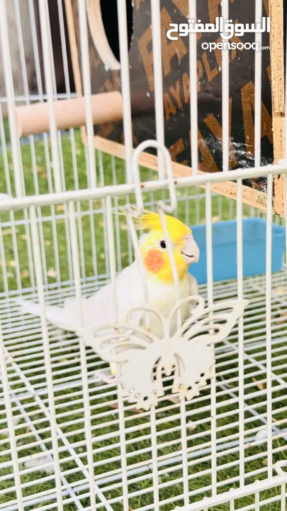 Cockatiel Lutino pair