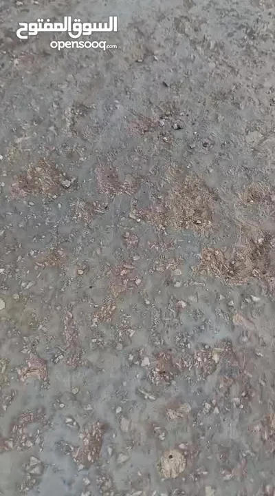 قط ابيض جميل جدا مع عينان زرقاوان و حالته الصحية جيدة و هادا و مرح وكن غير مدرب