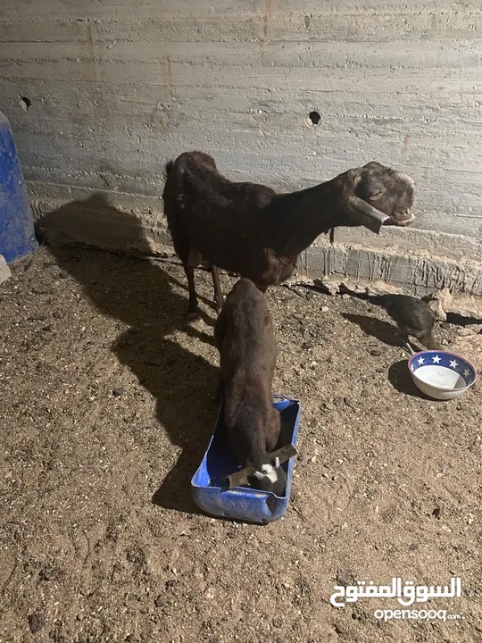 عنز شامية نخب للبيع معها جدي