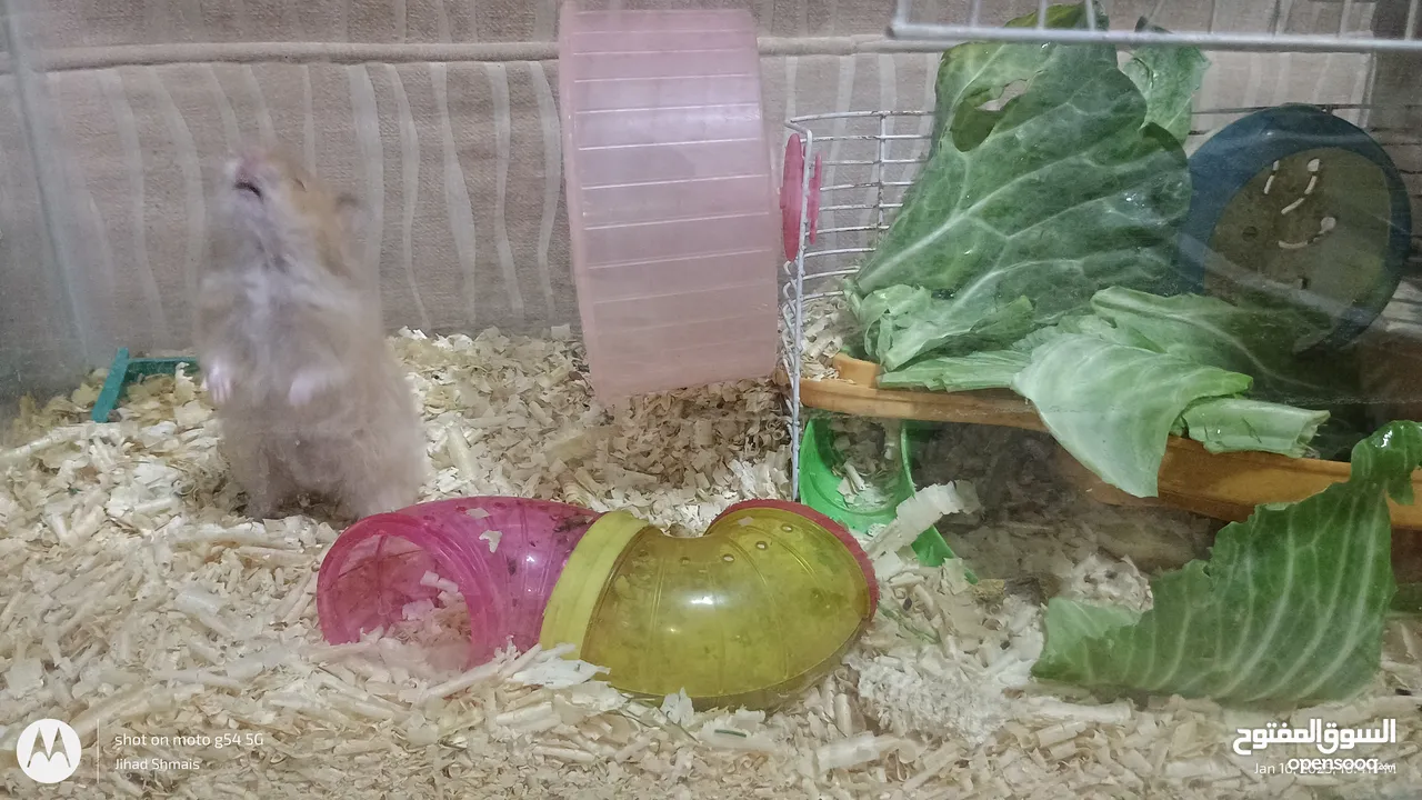 cute Hamsters for sale . very nice and joyful creatures 5 JDs for pair