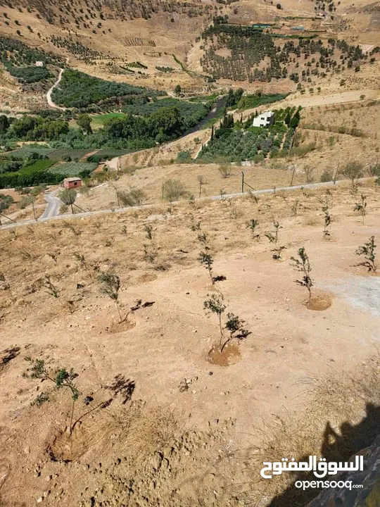 لقطه قطعة أرض زراعيه دونم و 860 متر بسعر بلاااش بأجمل محافظة جرش منطقة الكفير