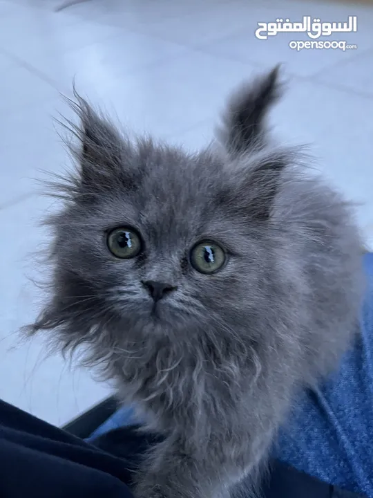 British longhair برتش لونج هير
