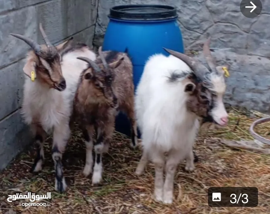 3 معزايات نوع البينو مقزم