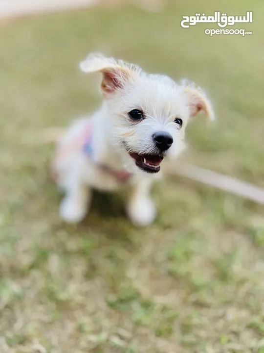 Playful puppy vaccinated and microchipped.