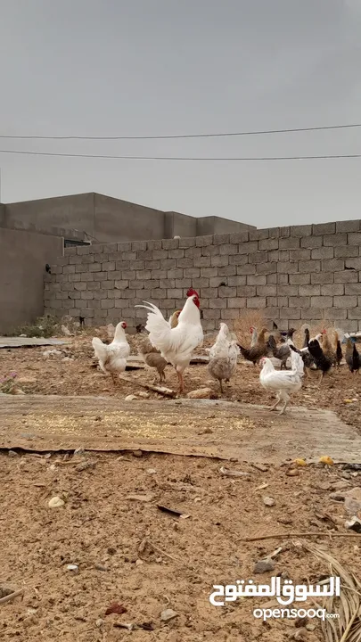 دجاج عربي للبيع