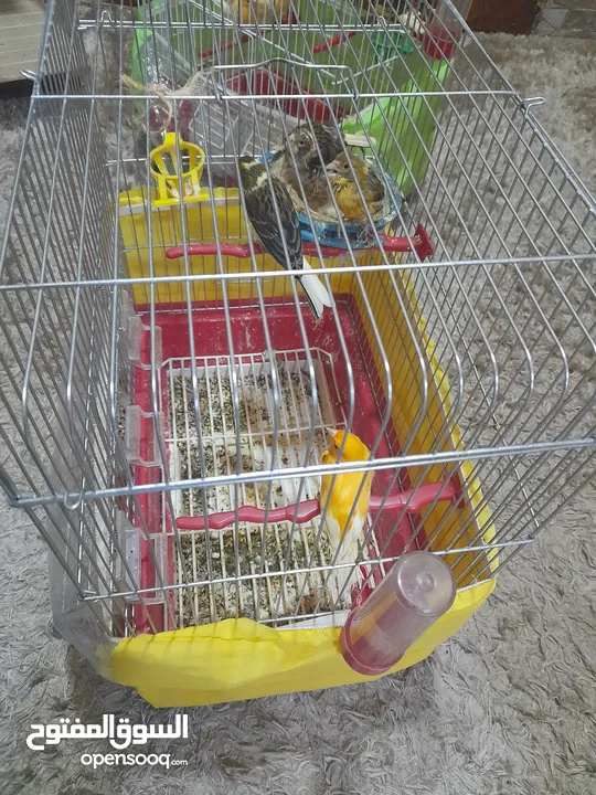 طيور كناري للبيع