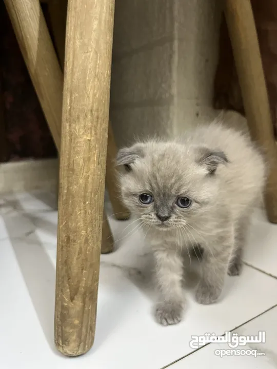 قطط سكوتش فولد وسكوتش ميكس وهميلايا وبرغندول "للبيع"