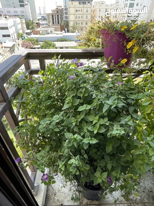 Balcony flower plants