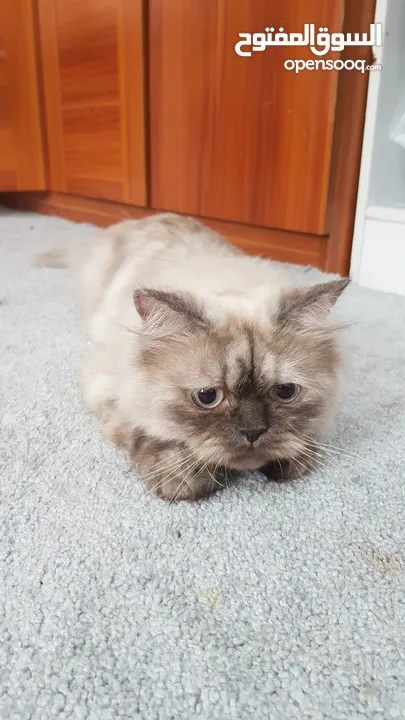 قطة هيمالايا  Himalayan Cat