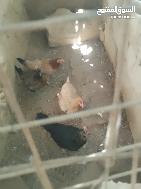 ديك وأربع دجاجات بسعر مغري