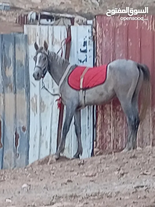 مهر عربي للبيع